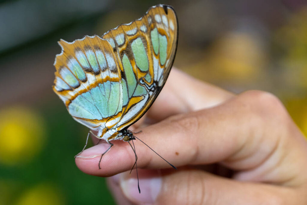Een Malachite Brown en Green vlinder (siproeta stelenes) op de vinger van het meisje zeer dicht. - Foto, afbeelding