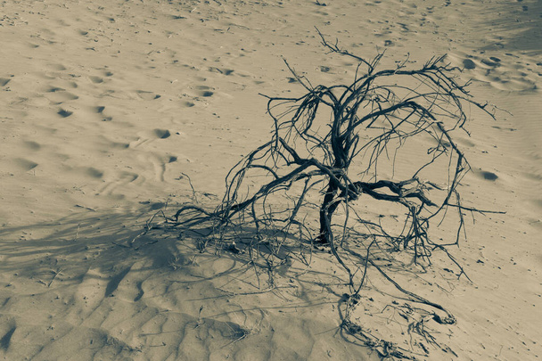 Árvore sem vida senta-se na areia do deserto em preto e branco simbolizando a morte e conceitos temperamentais. - Foto, Imagem