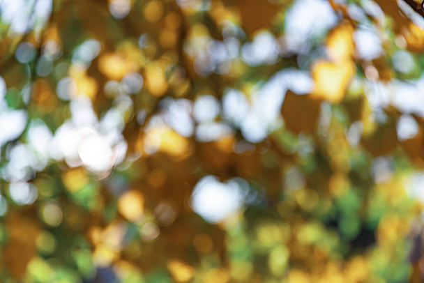 アブストラクトぼやけた自然な背景。美しい秋の日に太陽の光の下で木や葉を持つ秋の公園の控えめなイメージ - 写真・画像