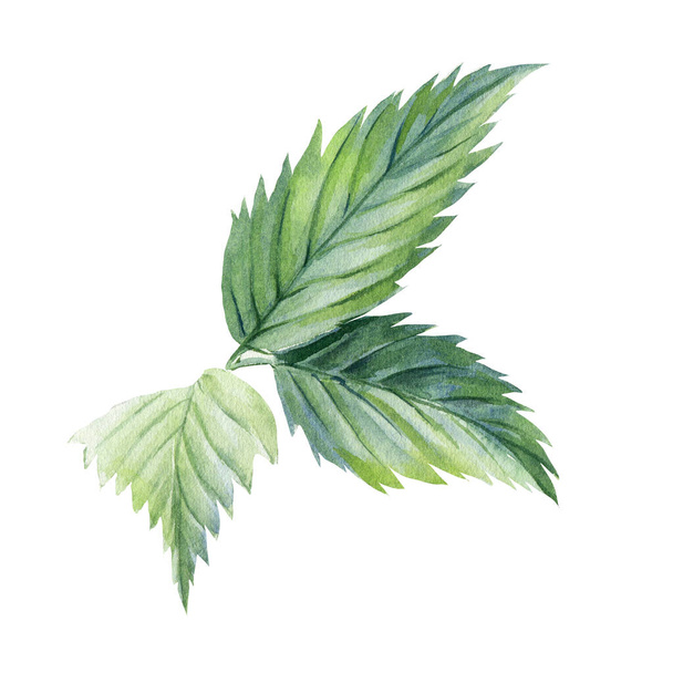 Leaves isolated white background. Watercolor botanical illustration, Floral design elements - Foto, immagini