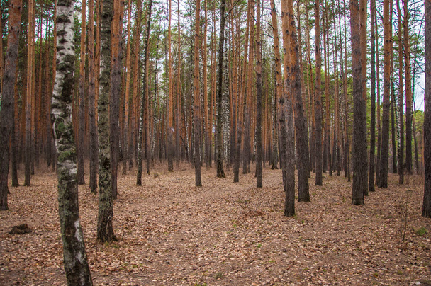 Spring time in the forest. Pine and birch forest - Foto, Imagem