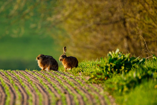 Un lièvre sauvage sur un champ - Photo, image