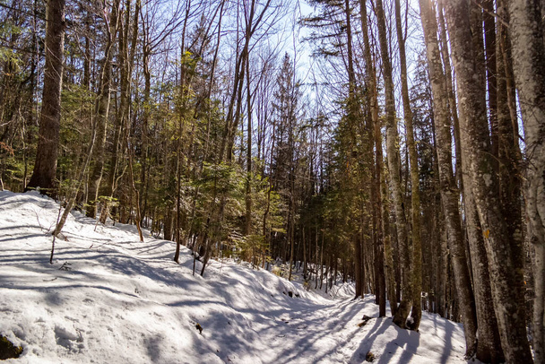beautiful winter forest with snow - Zdjęcie, obraz