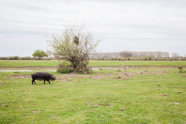 Свиньи пасутся на экологической ферме зеленых пастбищ в природе, сельской местности, сельской местности, весенний день.  - Фото, изображение