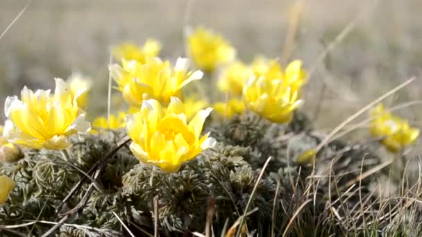 Wildblumen, Adonis Frühling. Die ersten Blüten des Frühlings, der Beginn eines neuen Lebens. Das Konzept eines strahlend neuen, gelben Lebens. - Filmmaterial, Video