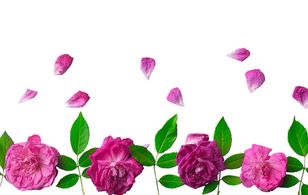Rosas rosadas con hojas verdes y sobre fondo blanco. Póster de diseño web, tarjetas de regalo, San Valentín, bodas, cumpleaños, Día Internacional de la Mujer, 8 de marzo, Día de la Madre. - Foto, imagen