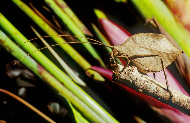 Φύλλο Katydid (Typophyllum erosum) που μιμείται το νεκρό καφέ φύλλο της Κόστα Ρίκα - Φωτογραφία, εικόνα