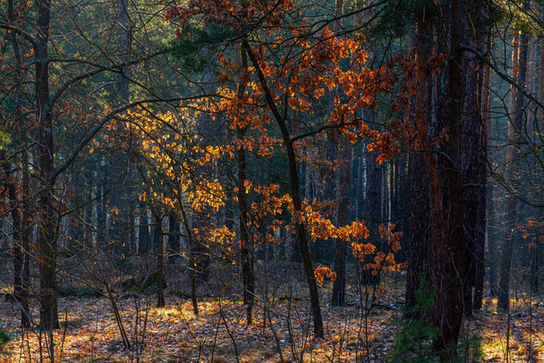 森の中の晴れた朝。太陽の光が木々を美しく照らす. - 写真・画像