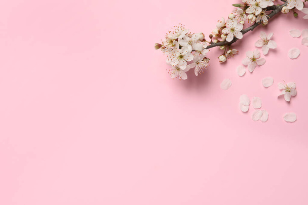 Blossoming spring tree branch on pink background, flat lay. Space for text - Foto, immagini