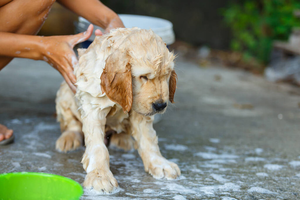 Un cucciolo Golden retriever che si bagna con il momento felice. - Foto, immagini