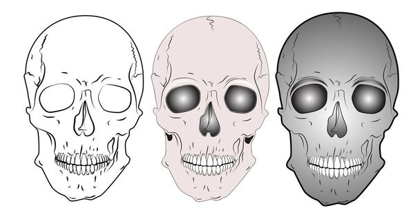 Vecteur crânes divers
 - Vecteur, image