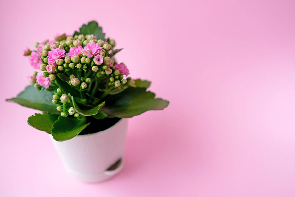 Kalanchoe con fiori rosa in un vaso bianco su uno sfondo isolato - Foto, immagini