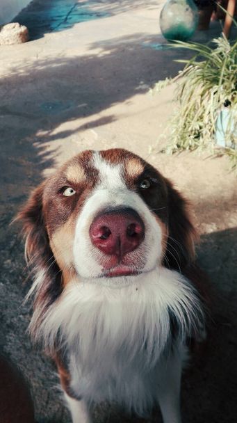 κοντινό πλάνο του καφέ και άσπρο σκυλί με κόκκινη μύτη. - Φωτογραφία, εικόνα