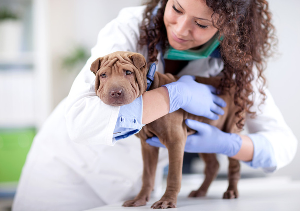 veterinarian hugging  Shar Pei dog - Фото, изображение