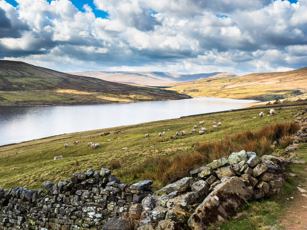 Сваледале овец на стороне водохранилища с горами на заднем плане. Шрам Хаус. Ниддердейл. Йоркшир-Дейлс - Фото, изображение