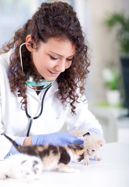 veterinario esamina quattro bella poco un gattino
 - Foto, immagini