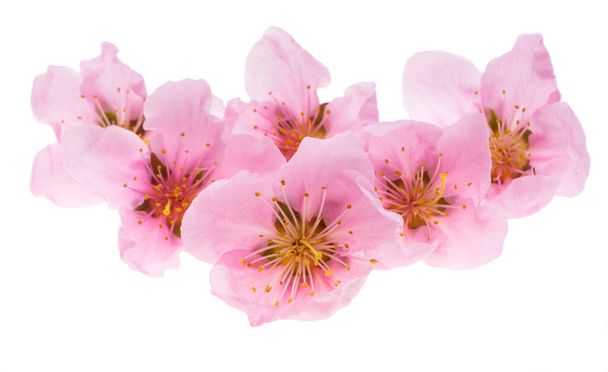 fleur de sakura isolée sur fond blanc  - Photo, image