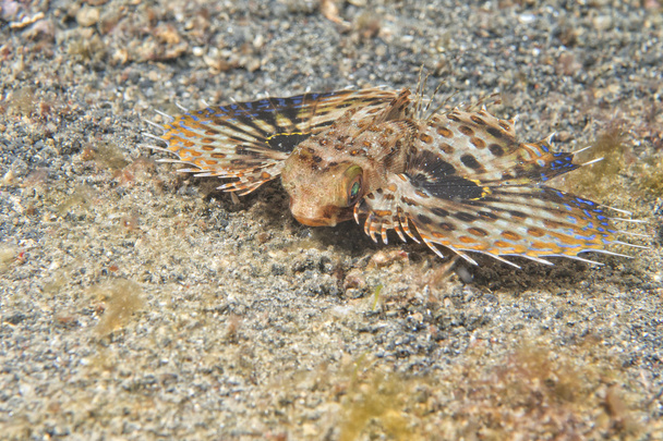 Dactylopterus volitans flying fish - Photo, Image