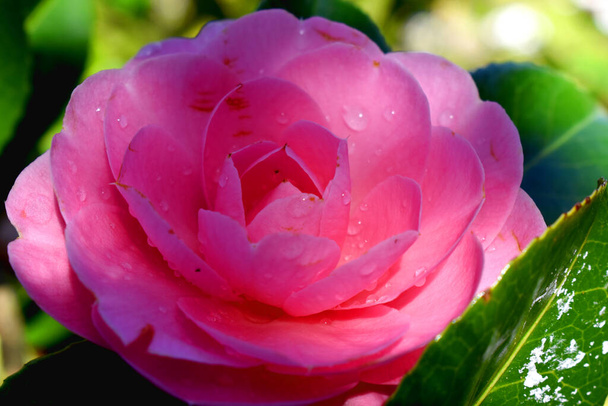 Volledige frame van roze camellia japonica bloem met waterdruppels met zon op groene bokeh achtergrond. - Foto, afbeelding