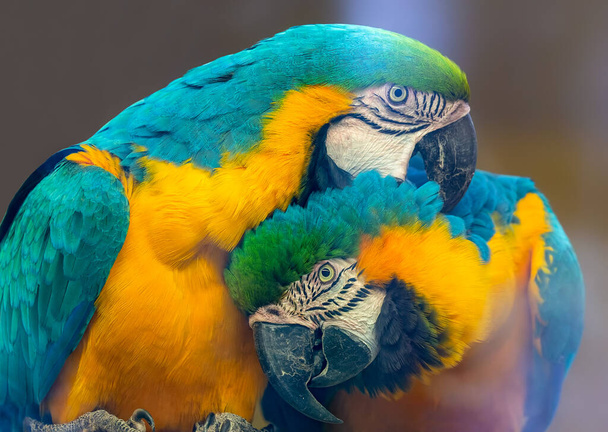 Пара сине-жёлтых ара (Ara ararauna) - Фото, изображение