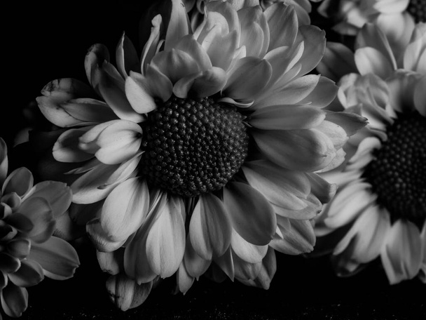 Красива чорно-біла картина польової ромашки в саду, вибірковий фокус, DOF, макро
 - Фото, зображення
