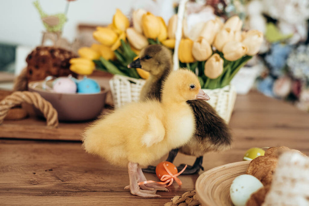 Pääsiäinen poikasen gosling pitää muna sisustus sen nokka. Pääsiäisen käsite - Valokuva, kuva