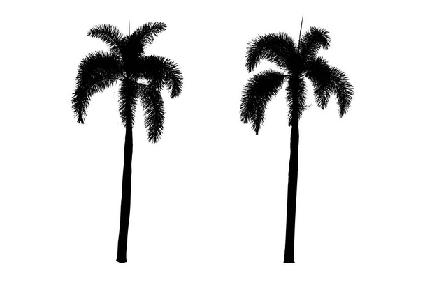 Due palme ombra su sfondo bianco       - Foto, immagini