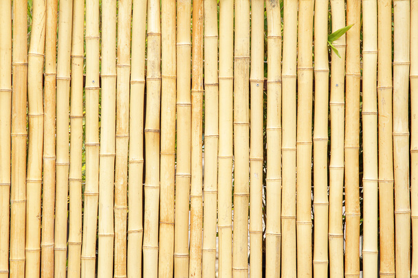 Clôture en bambou
 - Photo, image