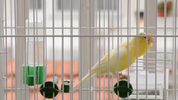 Το κίτρινο καναρίνι τραγουδά σε ένα κλουβί και πηδάει. Κοντινό πλάνο των χαριτωμένων ευτυχισμένων αρσενικών πουλιών  - Πλάνα, βίντεο