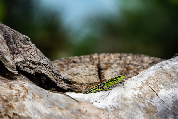 A closeup shot of a green lizard on a stone - Foto, Bild