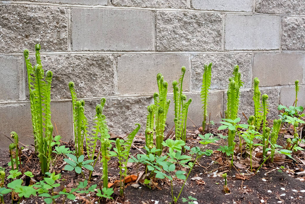 Na zahradě u plotu vyrůstají mladé kapradiny. Zelené vířící listy. - Fotografie, Obrázek