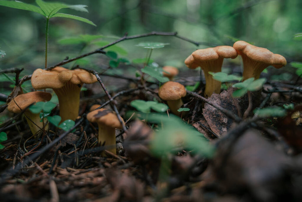 Zbieranie grzybów w sezonie. Jadalne grzyby leśne, kanterele rosną w trawie. Zbliżenie - Zdjęcie, obraz