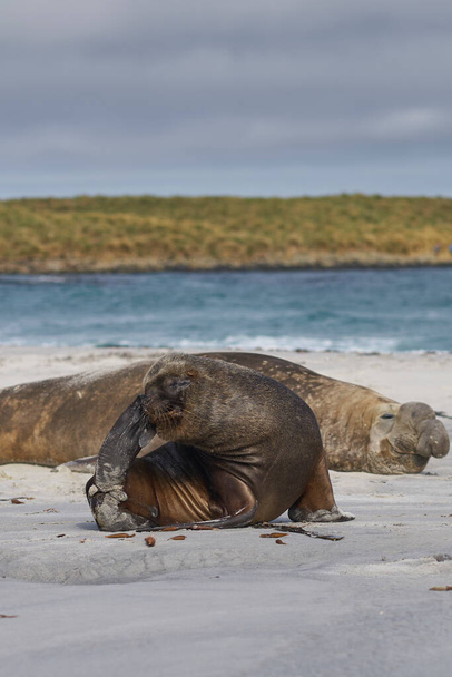 Hombre león marino del sur (Otaria flavescens) entre un grupo de cría de elefante marino del sur (Mirounga leonina) en la isla Sea Lion en las Islas Malvinas. - Foto, Imagen