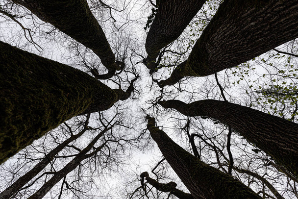 Dynamický pohled na úžasný kmen dubu a větve v zimě. - Fotografie, Obrázek