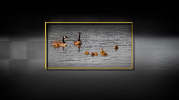 Familia de ganso de Canadá con goslings de bebé en el río, enmarcado con fondo negro y gris - Imágenes, Vídeo