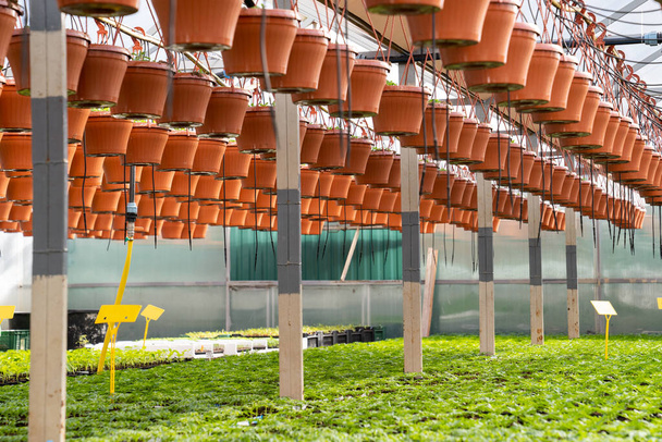 Invernadero: invernadero con plántulas crecen en vivero de plantas. Sector agrario y concepto agrario - Foto, imagen