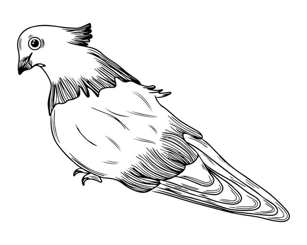 Line pigeon isolated on white background. Pigeon for coloring book or page. Vector pigeon. - Vektori, kuva