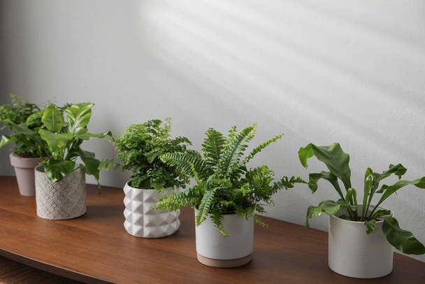 Beautiful fresh potted ferns on wooden table - Foto, imagen