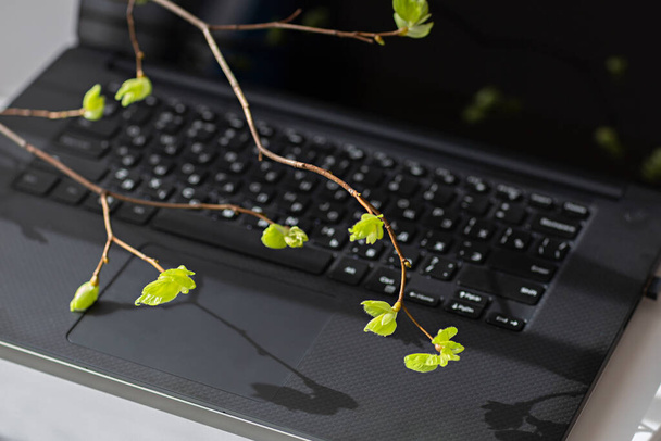Un gros plan d'un ordinateur portable éteint, une brindille avec des feuilles vertes dans le su - Photo, image