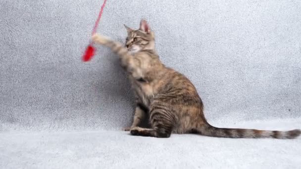 Hermoso pequeño gato tabby jugando con un ratón rojo en un sofá gris, concepto de mascotas. - Metraje, vídeo