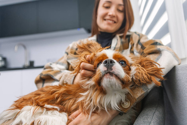 Young happy girl scratches her dog behind the ear. Dog breed Cavalier King Charles Spaniel. Satisfied English Toy Spaniel. Blenheim color - Φωτογραφία, εικόνα