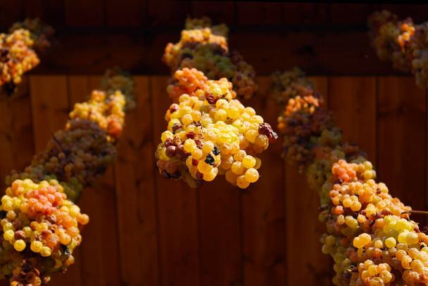 Grappes de raisins blancs suspendues au plafond - Photo, image