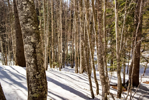 beautiful winter forest with snow - 写真・画像