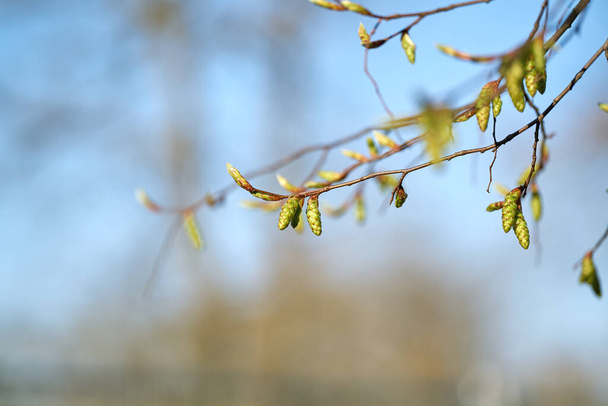 Inflorescence of a hornbeam (Carpinus betulus) in a park in Germany in springtime                                - Photo, Image