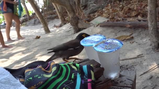 El pájaro trata de beber agua de una taza de plástico. - Imágenes, Vídeo