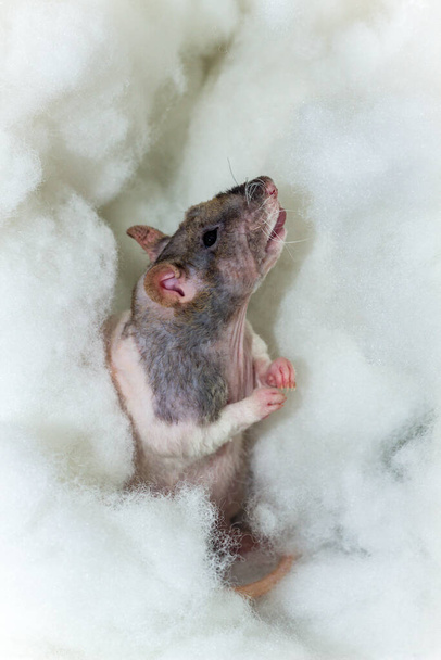 Göksel bulutlarda oynayan meleksi evcil hayvan çiftrex yama faresi - Fotoğraf, Görsel