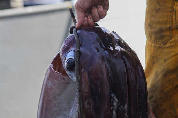 Большой осьминог, пойманный рыбаками. Свежепойманный осьминог - Фото, изображение