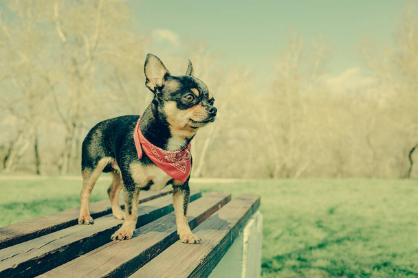 Porträt eines niedlichen reinrassigen Chihuahua. Schwarzer Chihuahua mit braunen Flecken in einem Bandana. - Foto, Bild