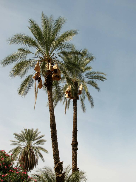 Anka Dactylifera (hurma veya hurma) palmiyeleri. Kaliforniya, ABD. Kahverengi kağıt torbaları, meyveleri tozdan, zararlılardan ve yağmurdan korumak için kullanılır.. - Fotoğraf, Görsel