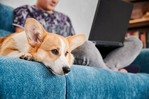 男性の所有者と青いソファの上に横たわるコーギー犬のビューを閉じます。ペットは、人が注意を払うか、彼と遊ぶのを待って退屈している。男はノートパソコンで働いていると彼のペットとソファに座っている. - 写真・画像